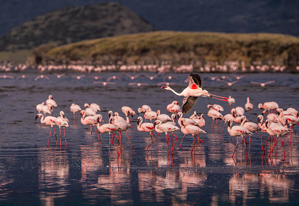 Lake Natron Tanzania