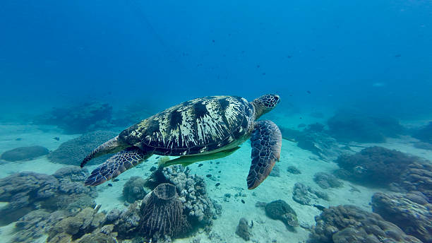 Zanzibar Island Tanzania