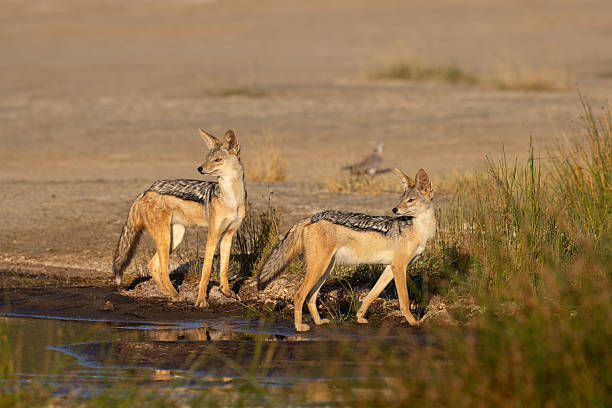 Ndutu Area Tanzania