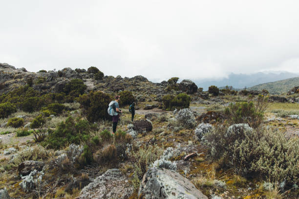 Lemosho Route Kilimanjaro Climb