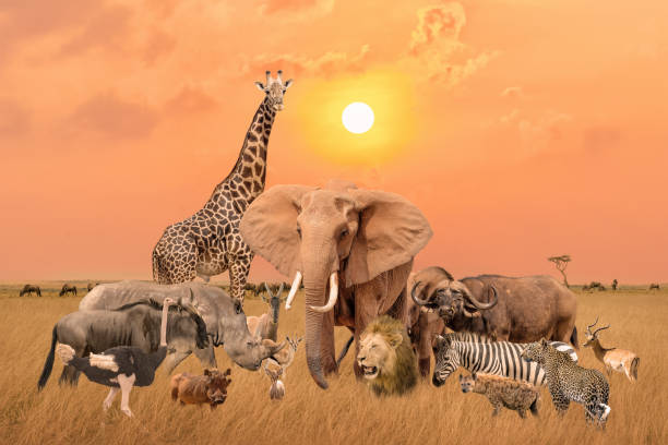 Big Five Game Drive