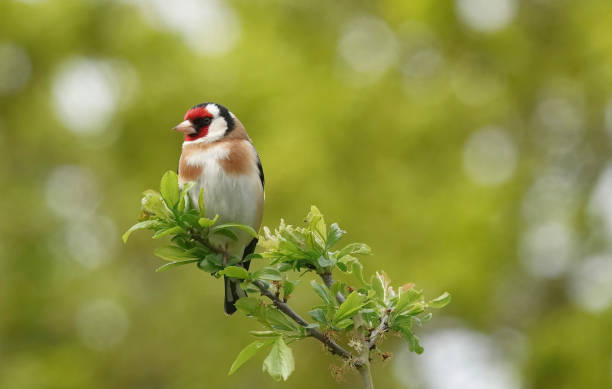 Bird Watching Safari