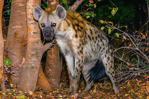 Night Game Drive