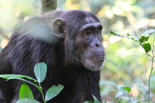 Chimpanzee Trek