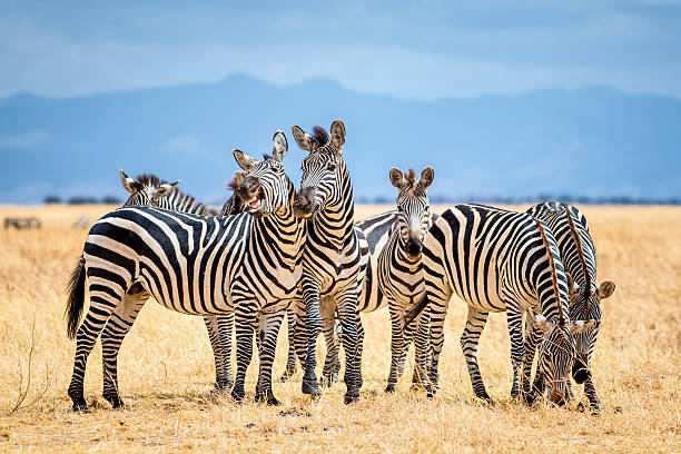 Safari adventure in Tarangire