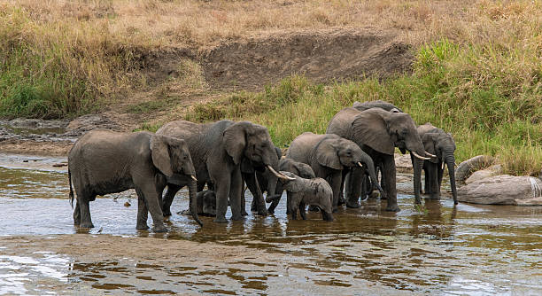 Tarangire National Park elephants