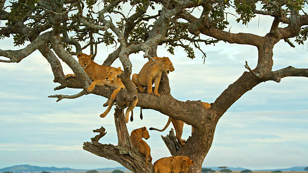 Serengeti Great Migration
