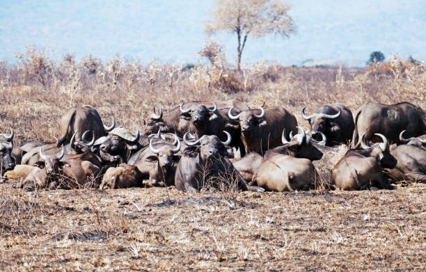 Mikumi National Park