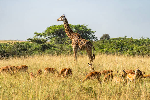 Nyerere National Park