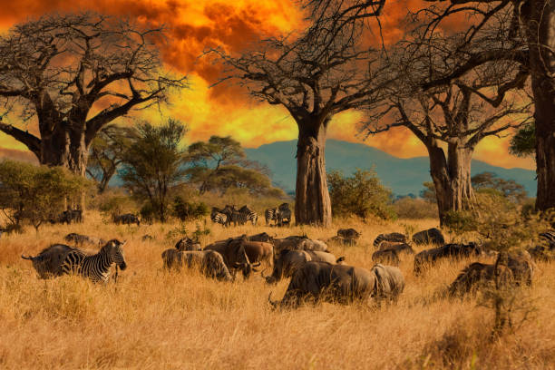 Selous Game Reserve