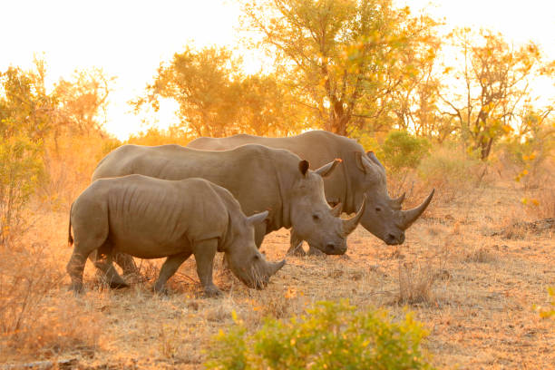 Serengeti Plains with wildlife