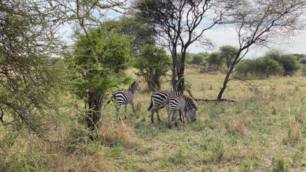 Mikumi National Park