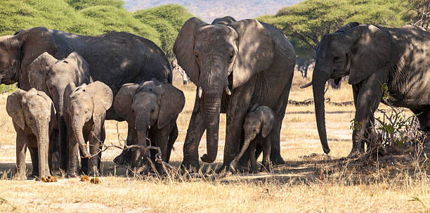 Selous Game Reserve