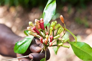 Zanzibar Spice | Zanzibar Spice Tour | Zanzibar Spice Farm Tour | Zanzibar Spice Island | Zanzibar Spice Farm | 2023 | 2024 | 2025 | Kizza Adventures