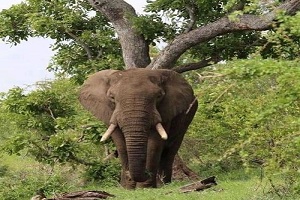 4 days Tanzania safari | four day Tanzania safari | tanzania safari in 4 days| 4 daystanzania safari | 4-day Tanzania safari | 2025 | 2026 | 2027 | Kizza Adventures