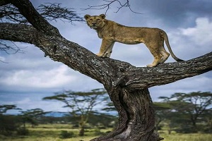 4 Day Tanzania safari | four day Tanzania safari | tanzania safari in 4 days | 4 days tanzania safari | 4-day Tanzania safari | 2023 | 2024 | 2025 | Kizza Adventures