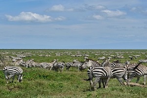 4 days Tanzania safari | four day Tanzania safari | tanzania safari in 4 days| 4 daystanzania safari | 4-day Tanzania safari | 2025 | 2026 | 2027 | Kizza Adventures