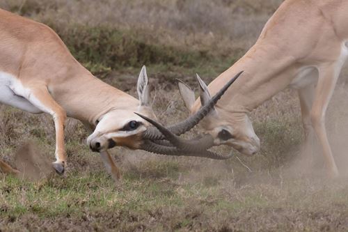 7-Day Budget Group Tanzania