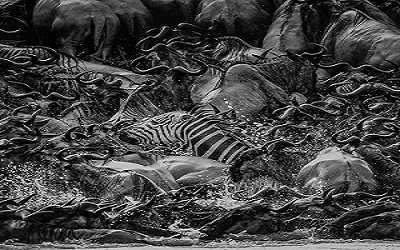 4 days Tanzania safari | four day Tanzania safari | tanzania safari in 4 days| 4 daystanzania safari | 4-day Tanzania safari | 2025 | 2026 | 2027 | Kizza Adventures