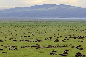 The best single & multi days Tanzania safari Tours | Kizza Adventures