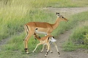 6-Day Budget Group Tanzania