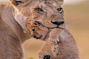 4 days Tanzania safari | four day Tanzania safari | tanzania safari in 4 days| 4 daystanzania safari | 4-day Tanzania safari | 2025 | 2026 | 2027 | Kizza Adventures