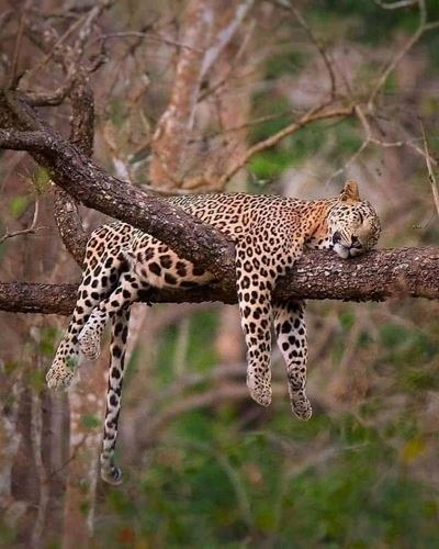 The best 5 days Tanzania Safari- affordable prices-Kizza Adventures | 2025 | 2026 | 2027 |