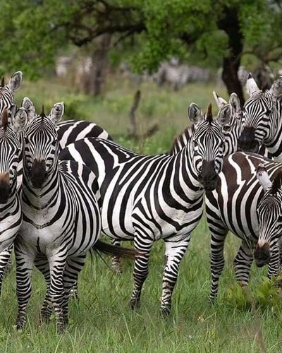 The best 5 days Tanzania Safari- affordable prices-Kizza Adventures