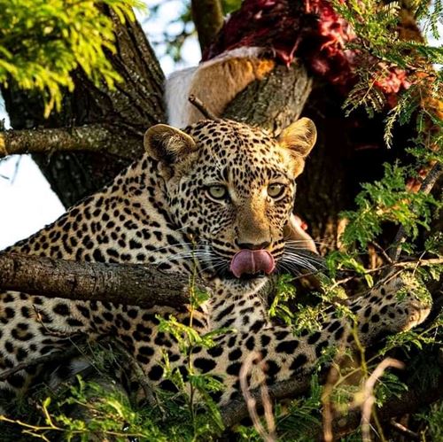 Best 6 days Tanzania wildlife safari with affordable price-2022/2023 | Kizza Adventures