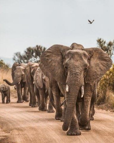 The Best Tanzania tour operators company in Tanzania | Kizza Adventure