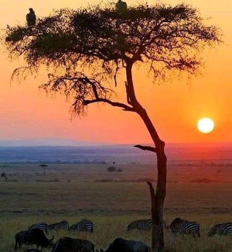 7 Days Tarangire-Serengeti-Ngorongoro Crater-Manyara and Arusha|Kizza Adventures