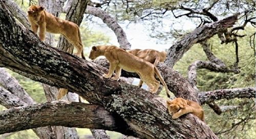 7 Days Tarangire-Serengeti-Ngorongoro Crater-Manyara and Arusha|Kizza Adventures