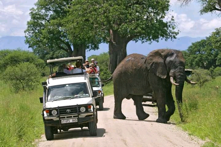 Tanzania wildlife safari tours | Affrodable prices | cost | Kizza Adventures