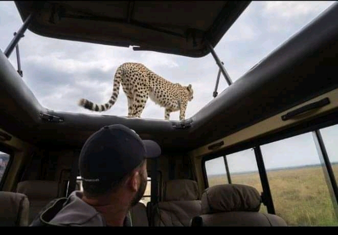 Tanzania wildlife safari tours | Affrodable prices | cost | Kizza Adventures