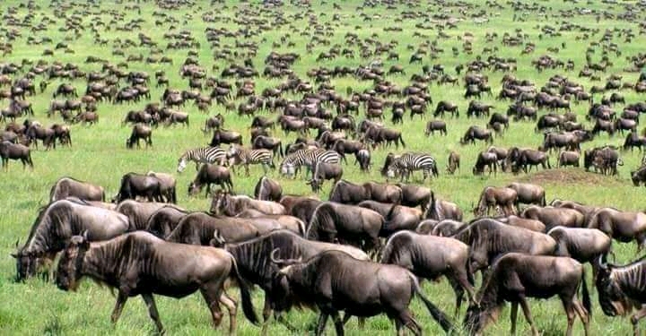 Tanzania wildlife safari tours | Affrodable prices | cost | Kizza Adventures