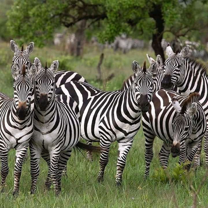 Tanzania wildlife safari tours | Affrodable prices | cost | Kizza Adventures