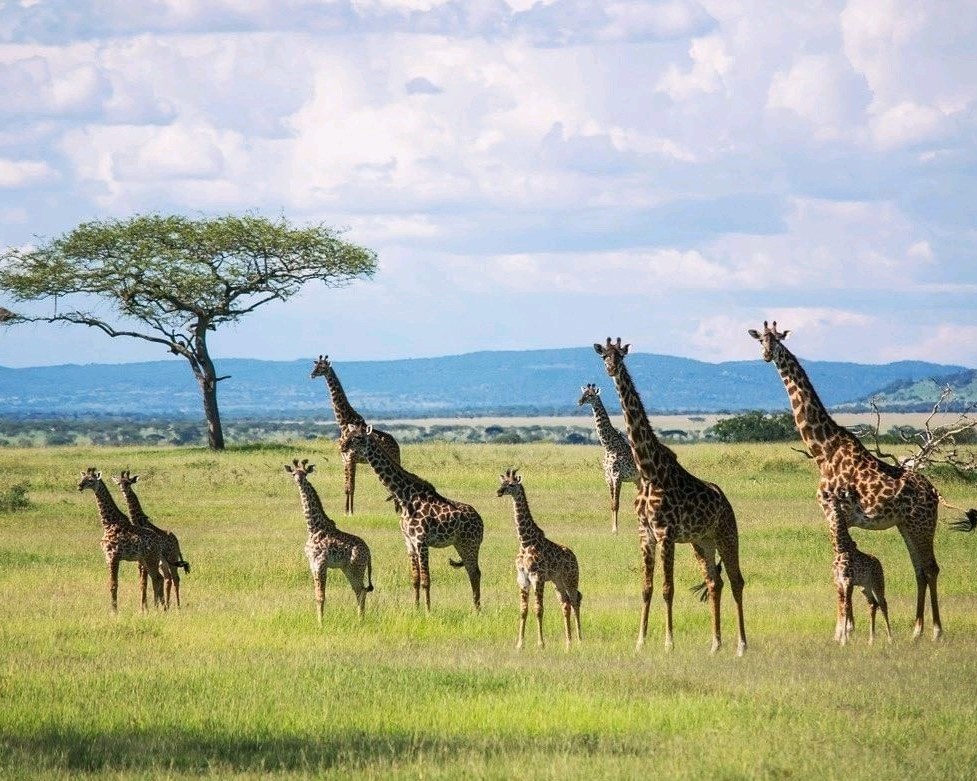 Tanzania wildlife safari tours | Affrodable prices | cost | Kizza Adventures