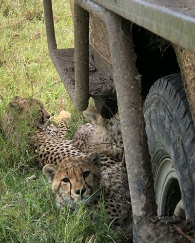 1 Day Tanzania safari-Kizza Adventures