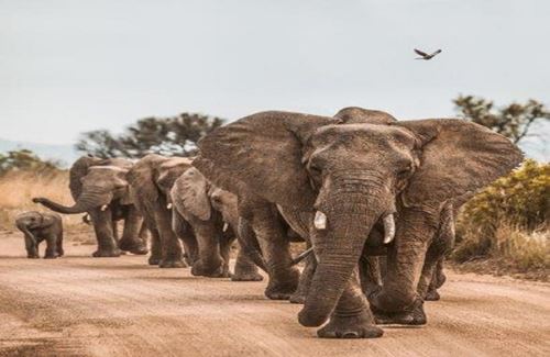 Tarangire National Park Day Trip safari from Moshi with Kizza Adventures