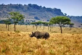 4 Days Safari to Masai Mara from Nairobi