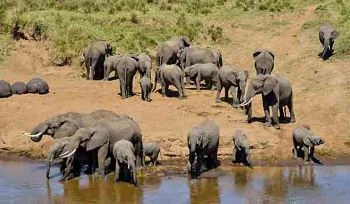 8 Days Tanzania and kenya Sharing Safari| 2025 | 2026 | 2027 | Kizza Adventures