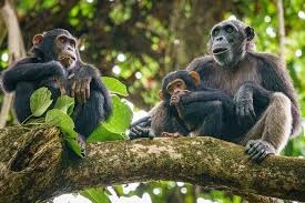 5 Days Safari to Mahale National Park