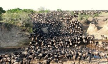 6 Days Big five and Chimp Kenya Safari| 2025 | 2026 | 2027 | Kizza Adventures