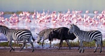 2-Day lake Nakuru and lake Naivasha safari