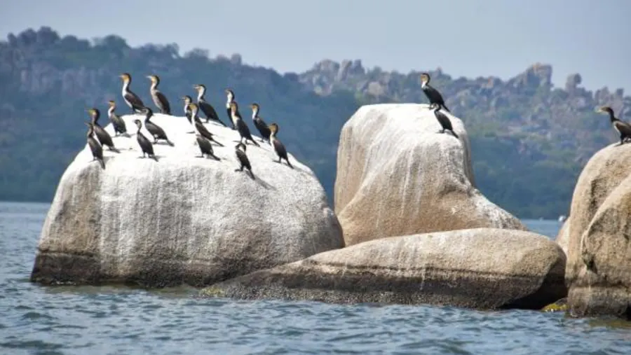 3 days Tanzania Safari To Rubondo Island National Park