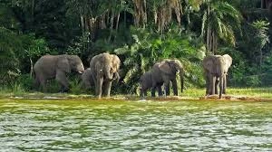 Rubondo Island Day Trip