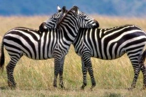 3 Days Saadani National Park safari