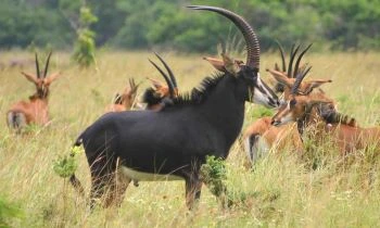 Day trip to Saadani National Park