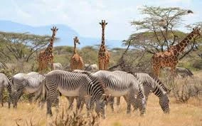 6 Days Big five and Chimp Kenya Safari| 2025 | 2026 | 2027 | Kizza Adventures