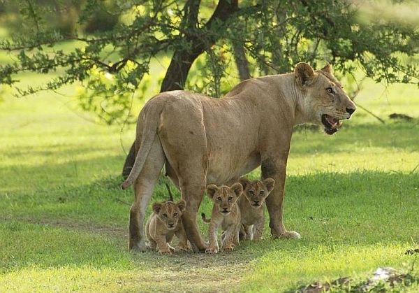 unforgettable 3 days Nyerere national park to zanzibar| Kizza Adventure